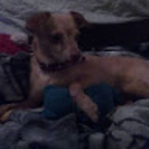 Meet your Posher, Cesar